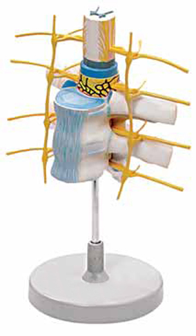 Thoracic Vertebrae with Spinal Cord